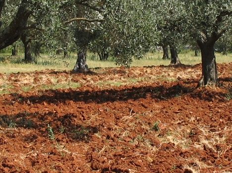 La Parenzana, tre giorni in bicicletta lungo l’ex ferrovia istriana